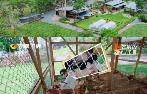 王俊凯在《中餐厅》里救治受伤小鸡的真实经过是怎样的？